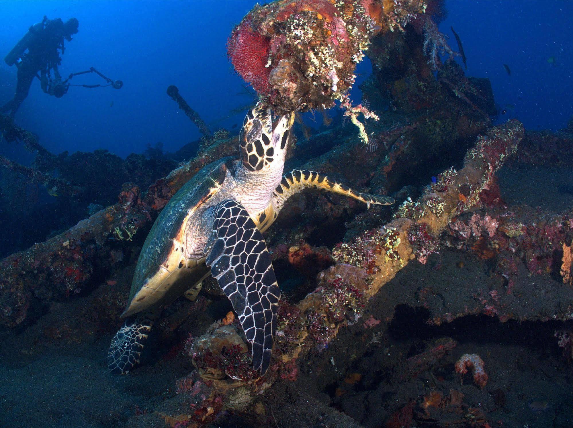 Bluehill Dive Resort Tulamben Exterior foto