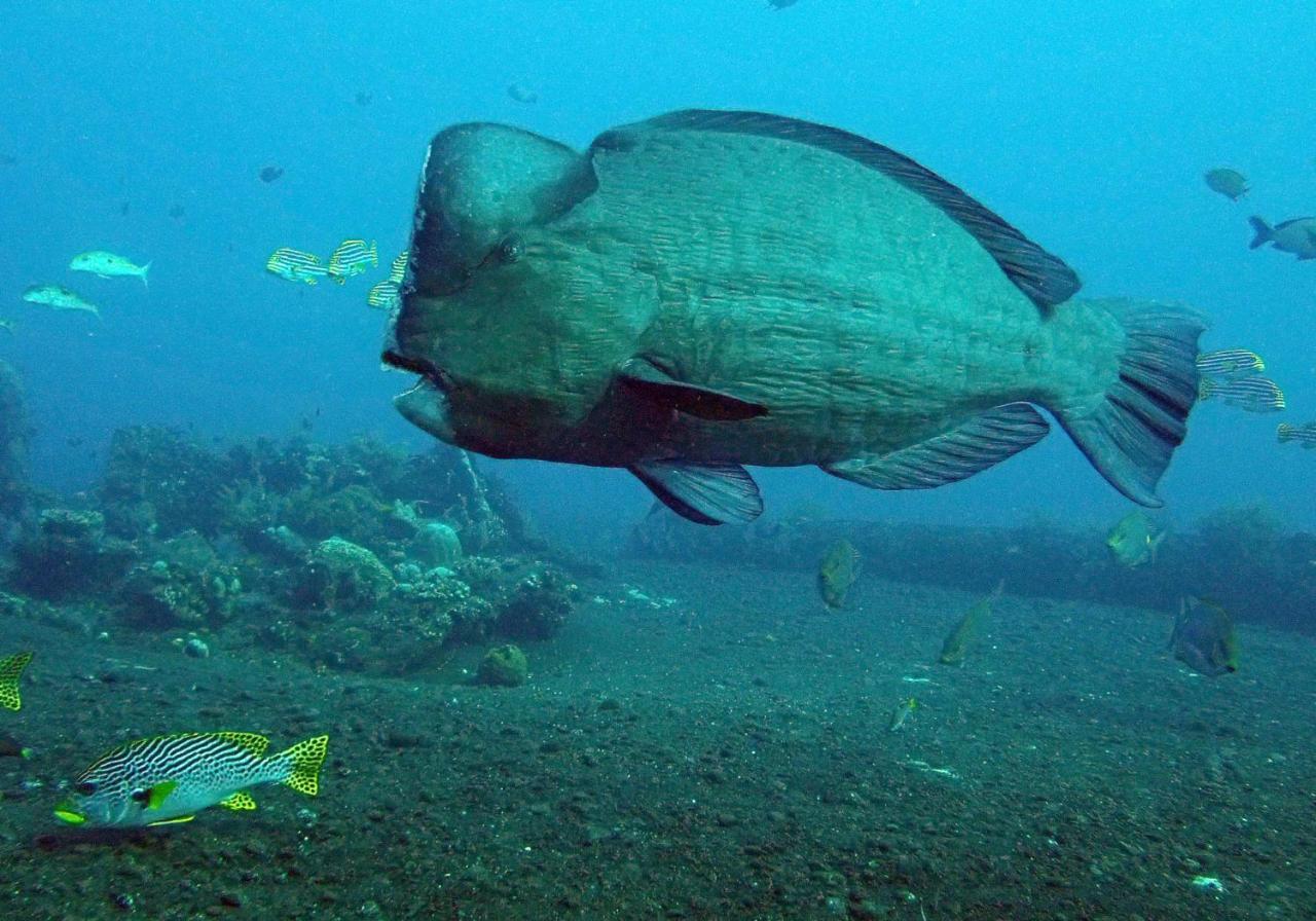 Bluehill Dive Resort Tulamben Exterior foto